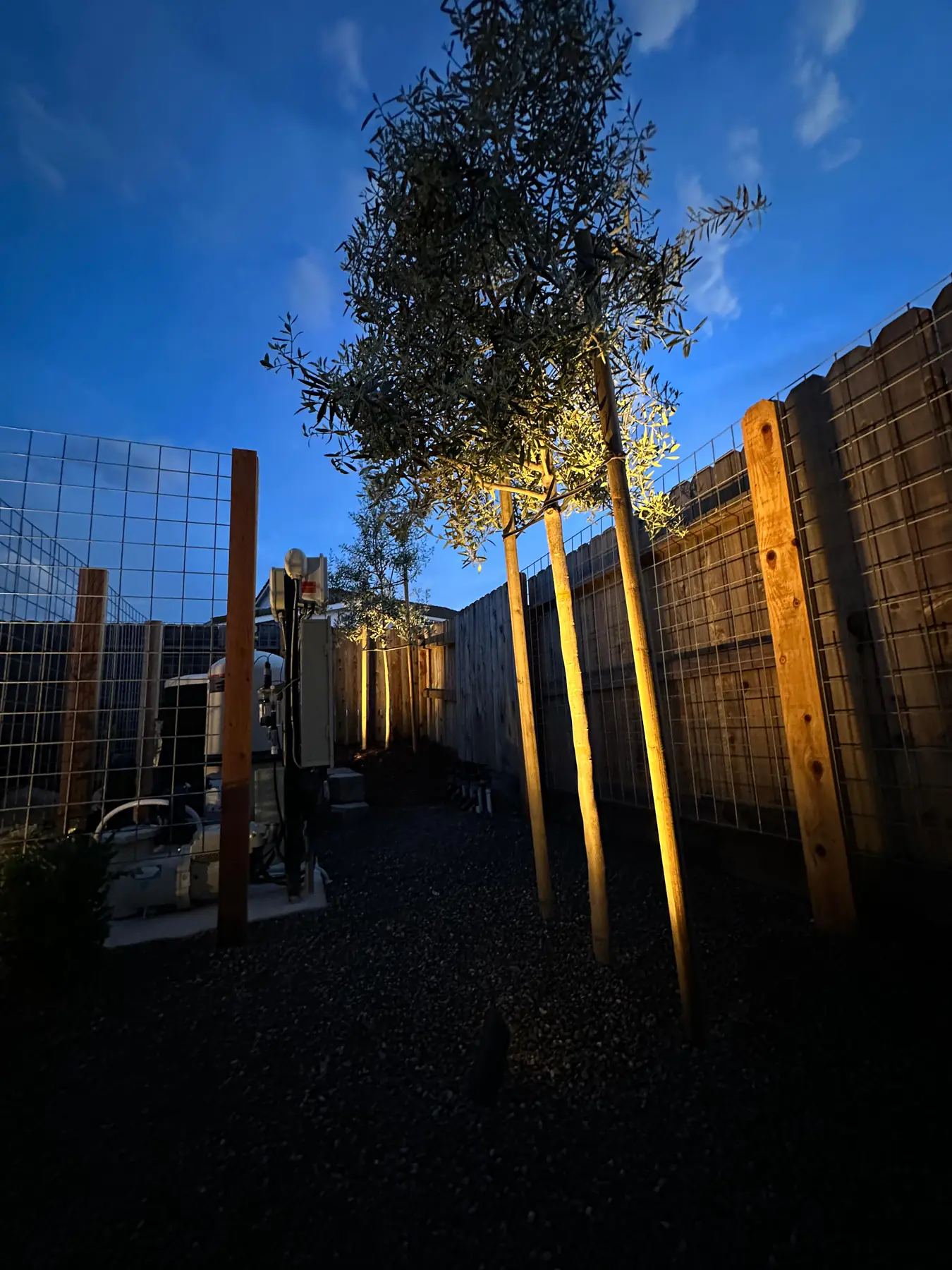 Tree uplighting along a modern fence