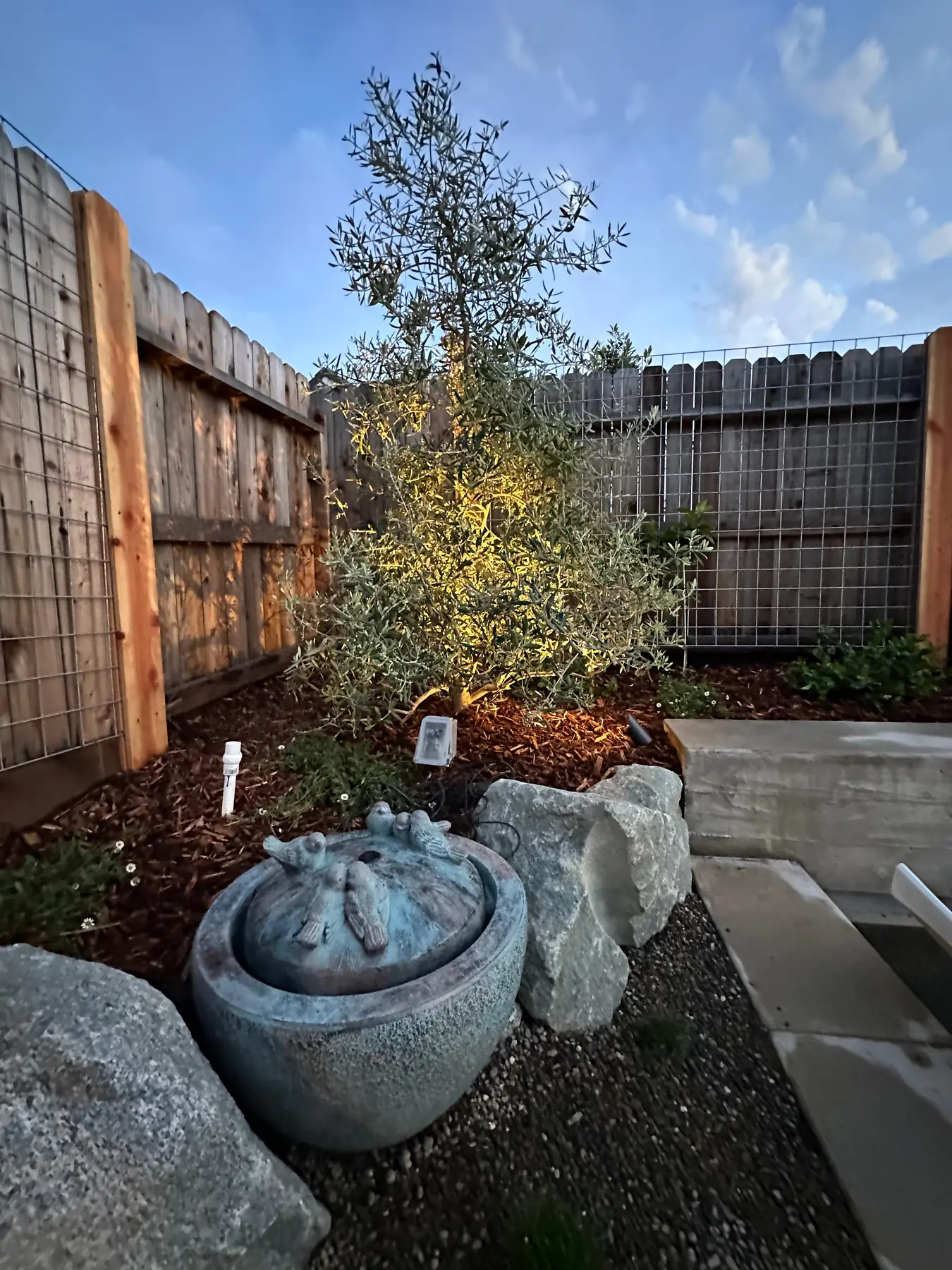Olive tree and modern fence with evening light