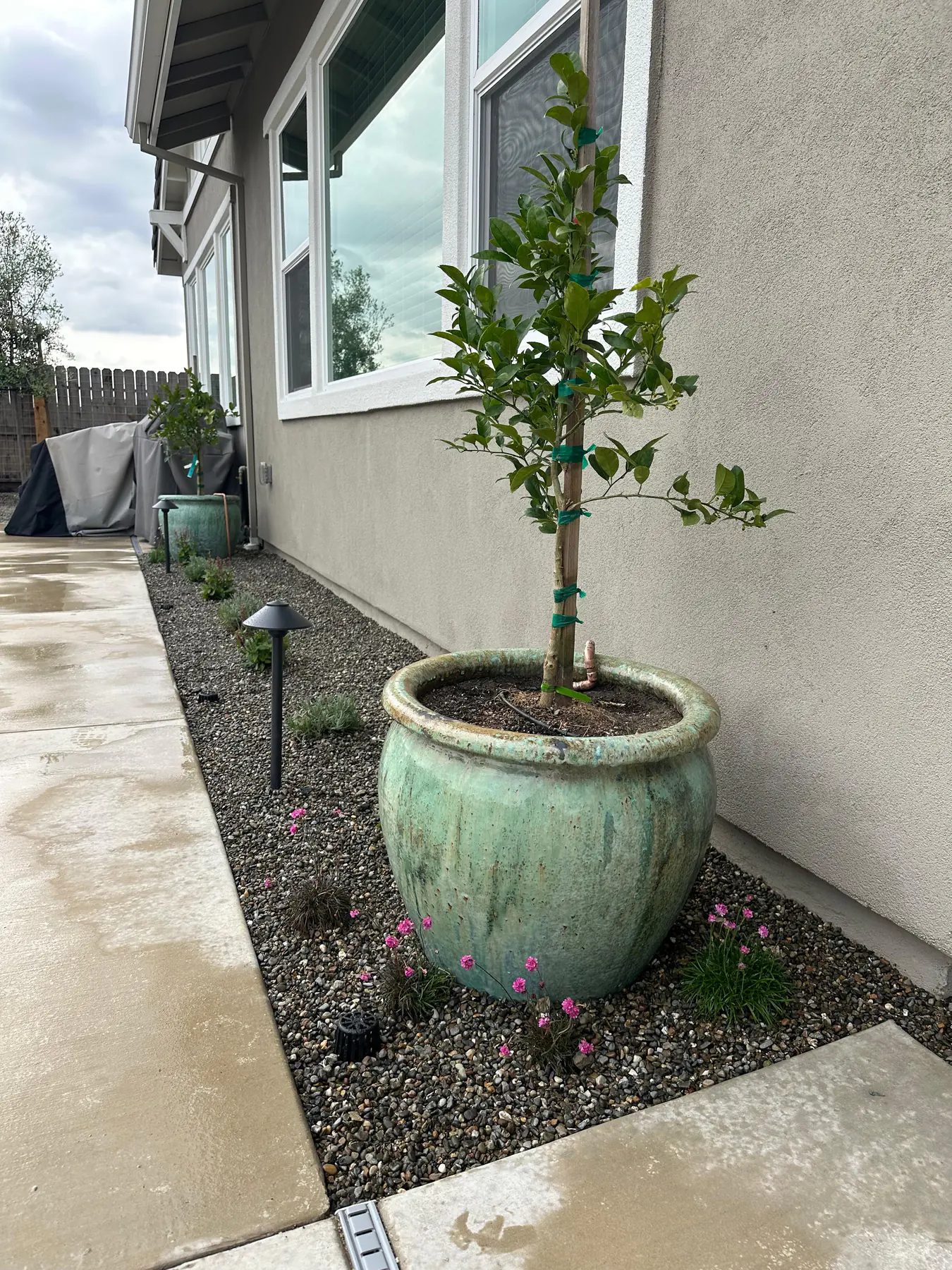 Small tree in side yard planting bed
