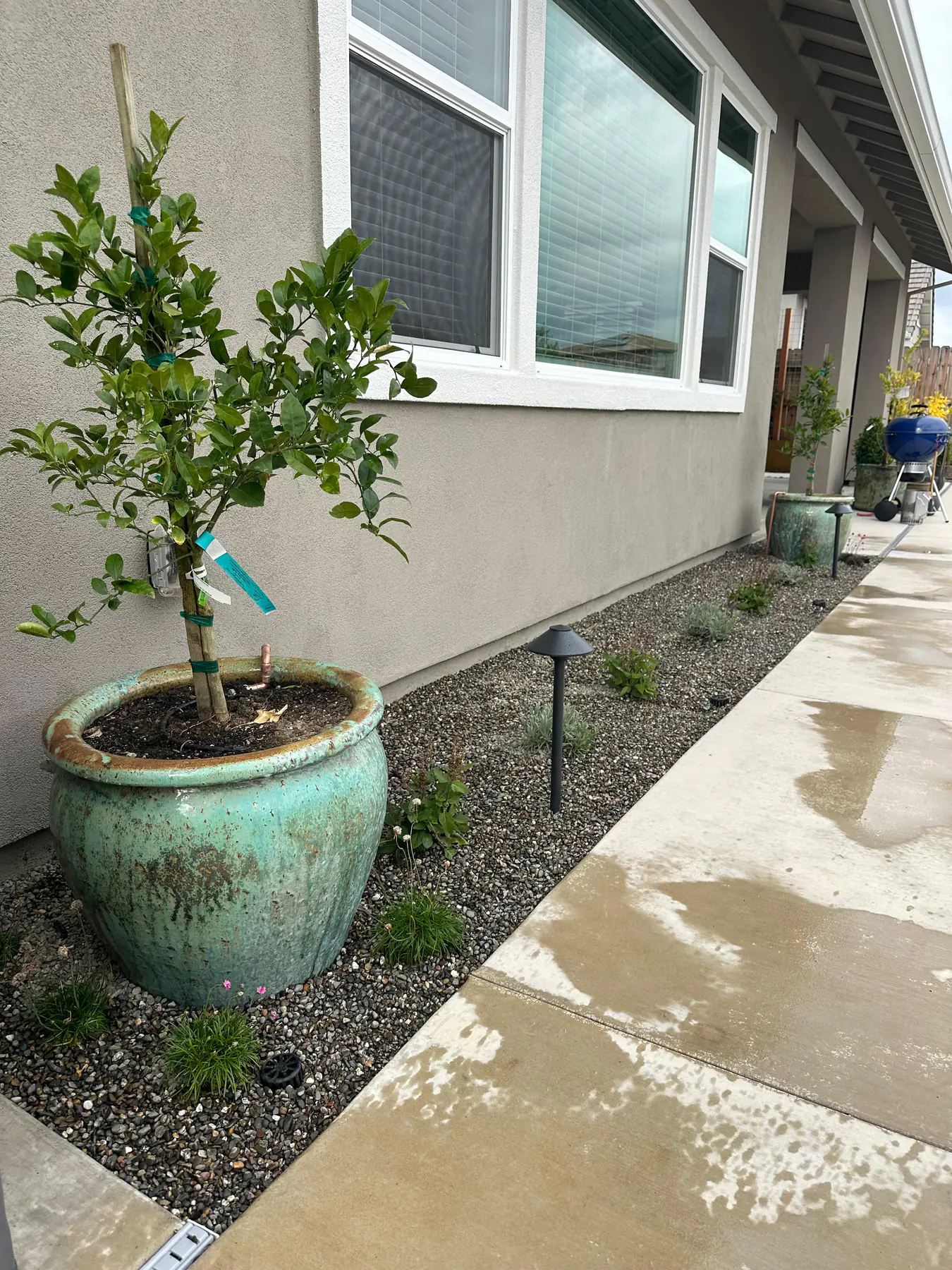 Side yard planting bed with young citrus tree